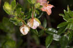 Hairy laurel <BR>Hairy wicky